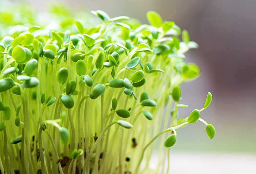 30 day scalar energy and germination